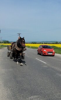 Predám ťažného VALACHA s PAPIERMI O originál MURANSKY NOR - 3