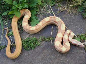 Boa imperator - Paraglow Motley Jungle, Sunglow Motley - 3