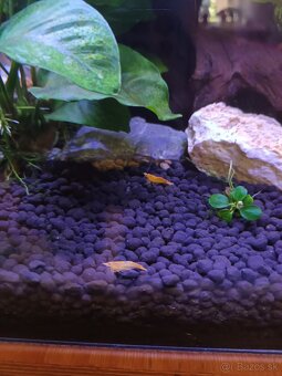 Akvarium - 3