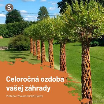 AKTUÁLNE❗PLETENÁ VŔBA, AMERICKÁ vŕba Salix ❗180CM ❗CELÉ SK❗ - 3