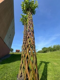 AKTUÁLNE❗Pletená vŕba SALIX 190-220 cm krása ihneď k odberu❗ - 3
