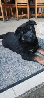 Nemecky ovčiak šteniatko - 3