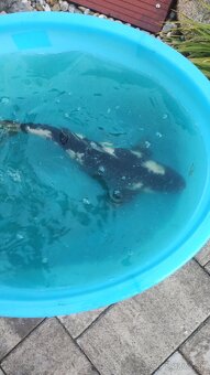 Koi kapre - 3