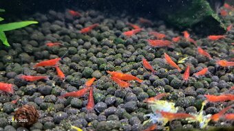 Krevetky neocaridina red cherry - 3
