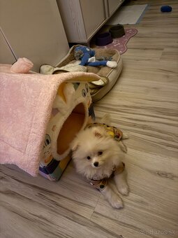Pomeranian mini - 3