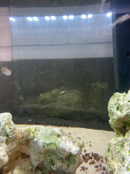 Gupky Dúhové mláďatá pohlavie neurčené - 3