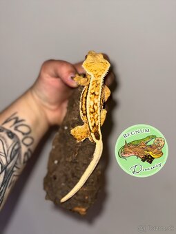 Pagekon riasnatý - 3