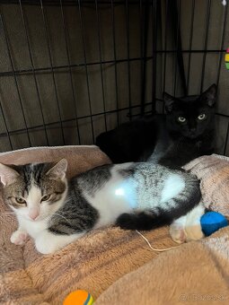 Darujem kocúrika a mačičku - 3