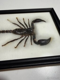 Predam vypreparovaneho škorpiona - 3