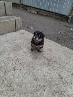 Nemecky ovčiak xHusky - 3