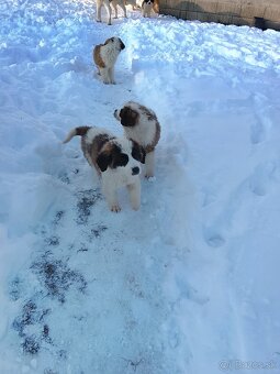 Predám šteniatka bernardínou - 3