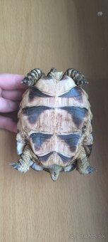 Suchozemská korytnačka žltočierna - 3