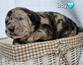 American bully xl xxl - 3