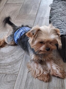 Yorkshire Terrier pes s PP - 3