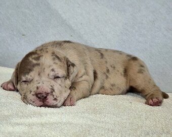 American Bully XL XXL - 3