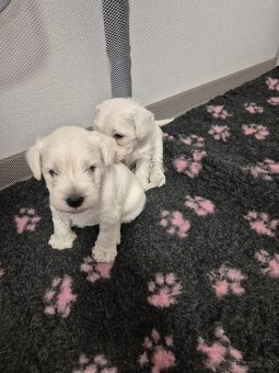 Bradač maly biely - 3