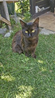 Darujeme kocúra - 3