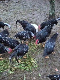 Predám mladých kohútikov na chov - 3