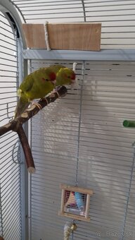 Predam samicky kakarikiho - 3