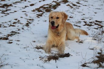 Zlatý retriever - krytie - 3