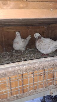 Predám holuby Monden - 3