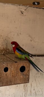 Rozela pestrá chovný samec - 3