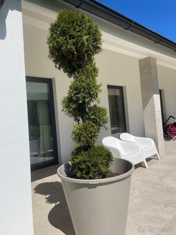 2 kusy Tuja cyprusovec Pom Pom bonsaj - 3