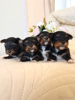 YORKSHIRE TERRIER -3color šteniatka - 3