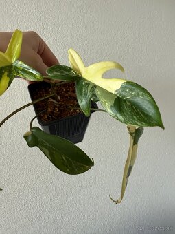 Philodendron florida beauty variegata - 3