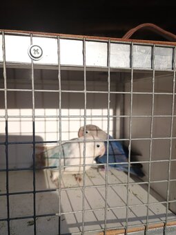 Agapornisy fishery - 3