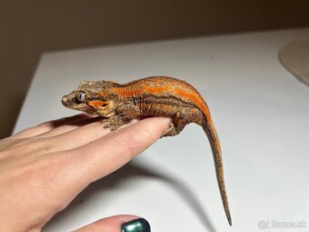 Samička Rhacodactylus auriculatus - 3