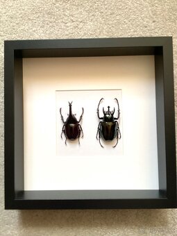 Chrobáky v ráme. - 3