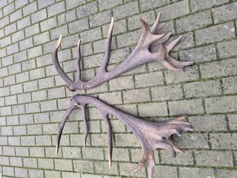 Trofej trofeje paroh parohy parozie zhody - 3