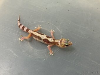 Gekoncik nočný - 3