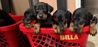 Predam čistokrvných Dobermanou - 3