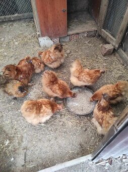 Nasadové vajcia - Hodvábničky - 3