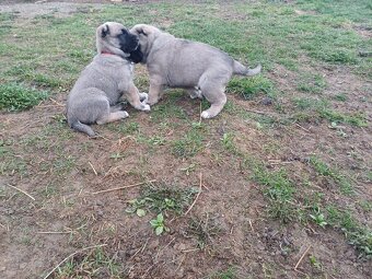 Kangal - 3