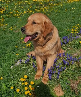 Golden retriever - zlatý retriever - 3