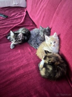 maine coon/ mainska myvalia s PP - 3