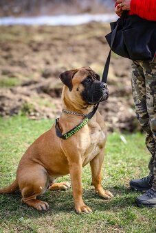 Bulmastif , Bullmastiff s PP - 3