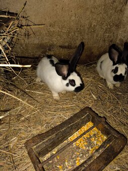 Nemecký obrovity strakač - 3