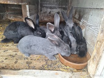 Zajace na predaj - 3