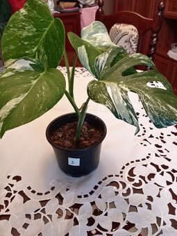 Monstera variegata - 3
