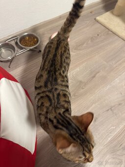 Bengalska mačička - 3