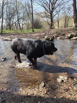 Rotvajler na krytie - 3