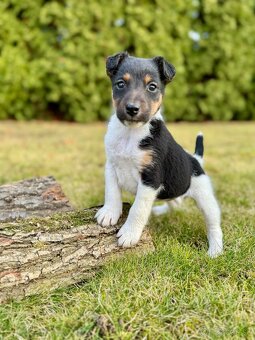 Foxterier hladkosrstý - 3