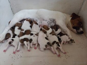 Jack russel terier s PP - 3