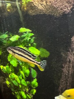Darujem Melanochromis auratus - 3