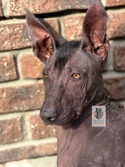 Xoloitzcuintle standard - 3