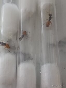 Kráľovny mravcov rodu Camponotus Fedtschenkoi - 3